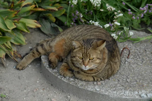 Kedi kedisi (Latince Felis Silvestris catus), kedigiller (Felis) familyasından bir kedi türü.)