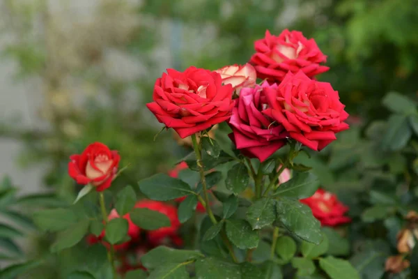 Rose Rosa Släkte Och Kulturell Form Växter Rosensläktet — Stockfoto