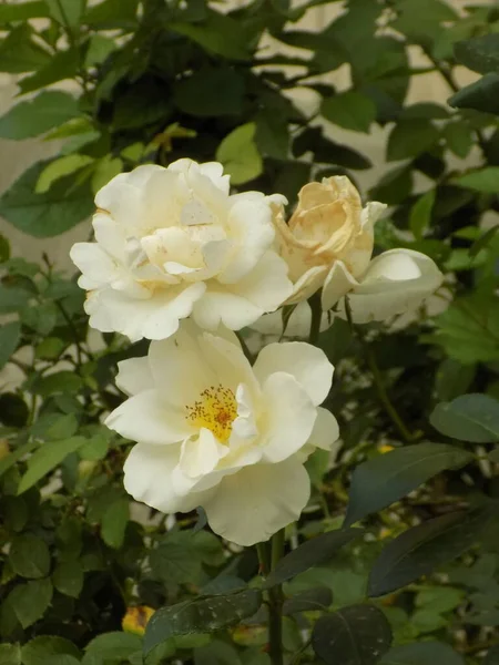 Rose Rosa はバラ科の植物の属と文化形態です — ストック写真