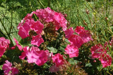 Phlox (lat. Phlox, Polemoniaceae familyasından bir bitki cinsidir.