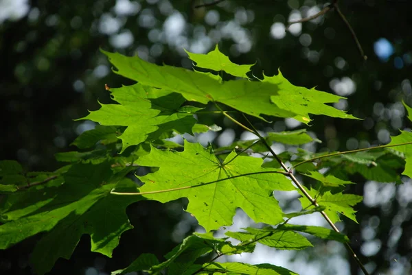 Common Maple Sharp Leaved Sycamore Acer Platanoides — 图库照片