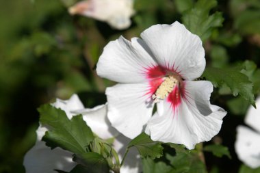 Hibiscus (Hibiscus) is a genus of plants of the mallow family.