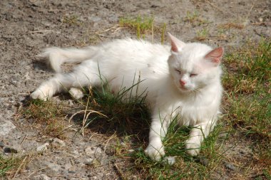 Kedi kedisi (Latince Felis Silvestris catus), kedigiller (Felis) familyasından bir kedi türü.)          