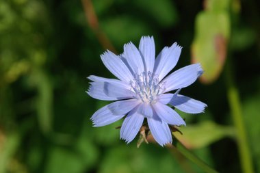 Centaurea, Saster familyasından bir bitki cinsidir.
