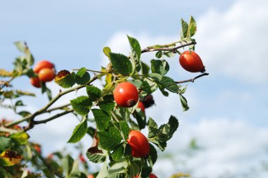 Common rosehip, or dog rose (Rosa canina L.)