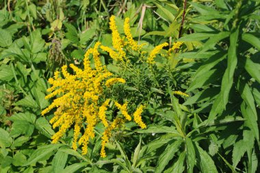 Golden Cowl Canadian (Latin Solidgo canadnsis), bloom, family astropeus, flowers, general view, genus goldenrod, green, leaves, or composite, taç yaprakları, plant, weed, wild, yellow