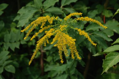 Golden Cowl Canadian (Latin Solidgo canadnsis), bloom, family astropeus, flowers, general view, genus goldenrod, green, leaves, or composite, taç yaprakları, plant, weed, wild, yellow