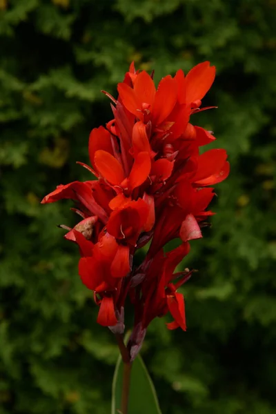 Canna Kana Canna Single Genus Plants Monotypic Cannaceae Family — Stok fotoğraf