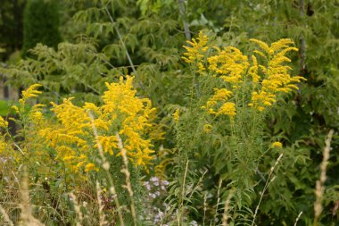 Golden Cowl Canadian (Latin Solidgo canadnsis), bloom, family astropeus, flowers, general view, genus goldenrod, green, leaves, or composite, taç yaprakları, plant, weed, wild, yellow