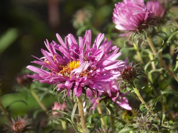 Aster Alpino Aster Alpinus — Foto de Stock