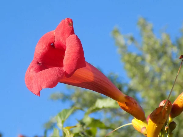 Gereza Yaygın Lcium Barbarum 1753 Çevir Omuriliği Çıkıntı — Stok fotoğraf