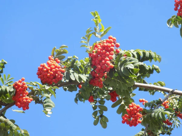 Ceniza Montaña Común Sorbus Aucuparia — Foto de Stock