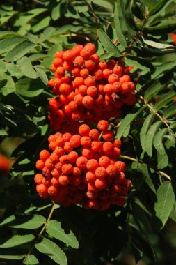Yaygın dağ külleri (Sorbus aucuparia) 