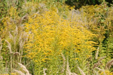 Golden Cowl Canadian (Latin Solidgo canadnsis), bloom, family astropeus, flowers, general view, genus goldenrod, green, leaves, or composite, taç yaprakları, plant, weed, wild, yellow  