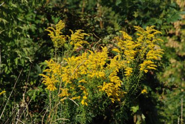 Golden Cowl Canadian (Latin Solidgo canadnsis), bloom, family astropeus, flowers, general view, genus goldenrod, green, leaves, or composite, taç yaprakları, plant, weed, wild, yellow  