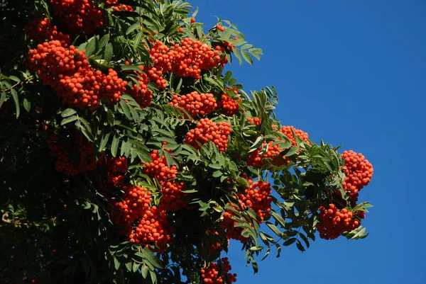 Загальний Гірський Попіл Sorbus Aucuparia — стокове фото