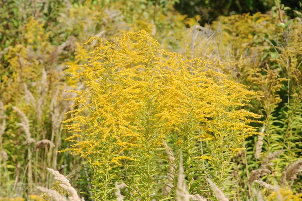 Golden Cowl Canadian Latin Solidgo Canadnsis Kwiat Astropeus Rodziny Kwiaty — Zdjęcie stockowe