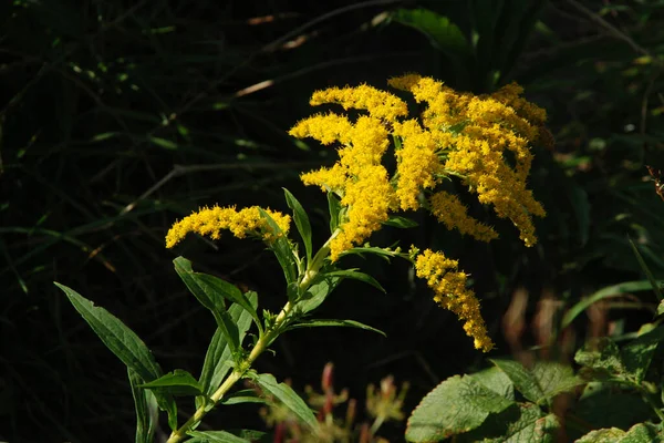 Χρυσή Κουκουβάγια Καναδική Latin Solidgo Canadnsis Άνθηση Οικογένεια Αστροπέους Λουλούδια — Φωτογραφία Αρχείου