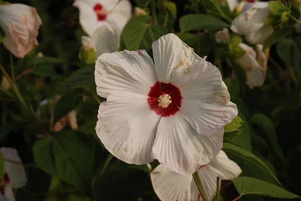 Syrian Hibiscus Hibiscus Syriacus — Stock Photo, Image