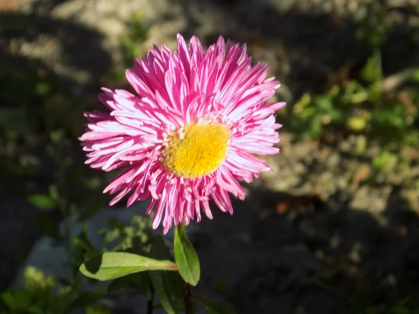 Aster Alpino Aster Alpinus — Foto de Stock