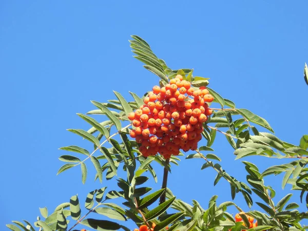 Загальний Гірський Попіл Sorbus Aucuparia — стокове фото