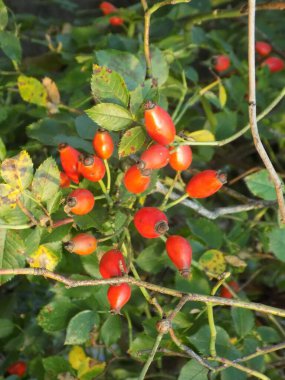  Common rosehip, or dog rose (Rosa canina L.)         