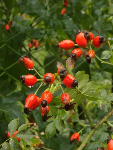 Common Rosehip Dog Rose Rosa Canina — Photo