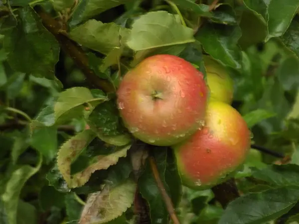 Ώριμα Μήλα Στο Δέντρο — Φωτογραφία Αρχείου