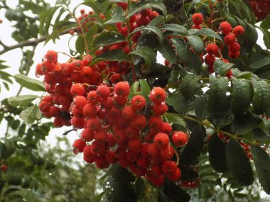 Yaygın dağ külleri (Sorbus aucuparia) 