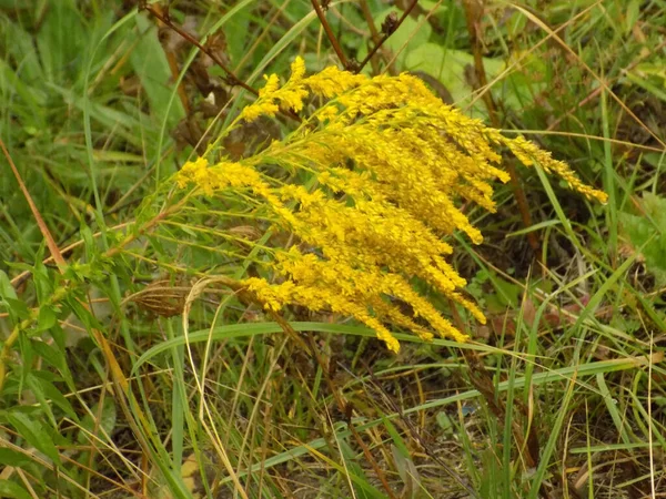 Golden Cowl Canadian Latin Solidgo Canadnsis Kwiat Astropeus Rodziny Kwiaty — Zdjęcie stockowe