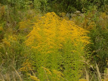 Taş döşeme kaldırımları, sokakları ve binalara yaklaşımları örtmek için modern bir malzemedir..
