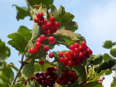 Kalina (Viburnum), Tansy familyasından bir bitki cinsidir.