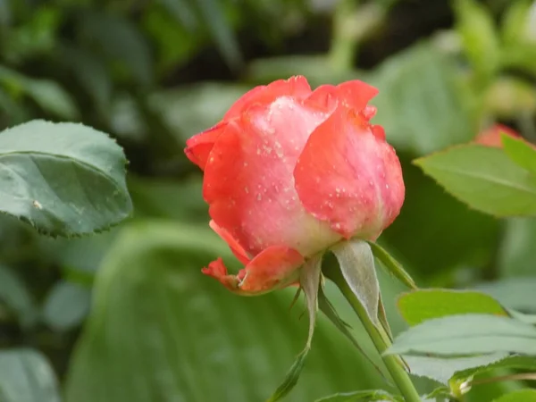 Rose Rosa Género Plantas Con Flores Perteneciente Familia Rose — Foto de Stock