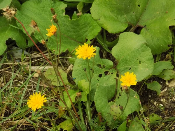 Thistle Een Geslacht Uit Grassenfamilie Poaceae — Stockfoto