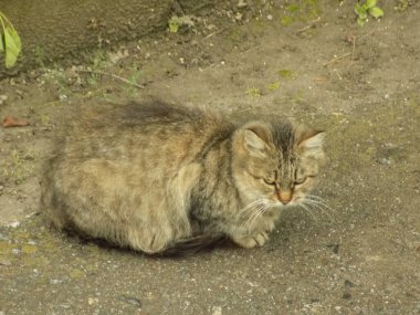 Kedi kedisi (Latince Felis Silvestris catus), kedigiller (Felis) familyasından bir kedi türü.)          
