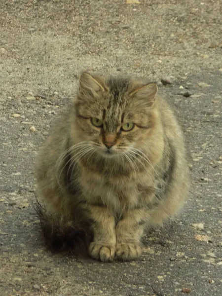 Gato Del Gato Gato Del Gato Latín Felis Silvestris Catus —  Fotos de Stock