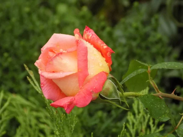 Rosa Rosa Genere Una Forma Culturale Piante Della Famiglia Delle — Foto Stock