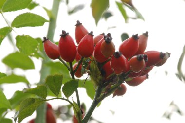 Common rosehip, or dog rose (Rosa canina L.) 