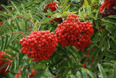Yaygın dağ külleri (Sorbus aucuparia)