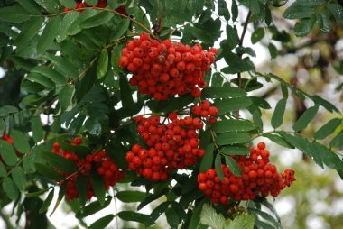 Yaygın dağ külleri (Sorbus aucuparia)