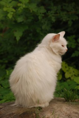 Kedi kedisi (Latince Felis Silvestris catus), kedigiller (Felis) familyasından bir kedi türü.)