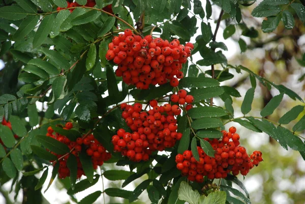 Yaygın Dağ Külleri Sorbus Aucuparia — Stok fotoğraf