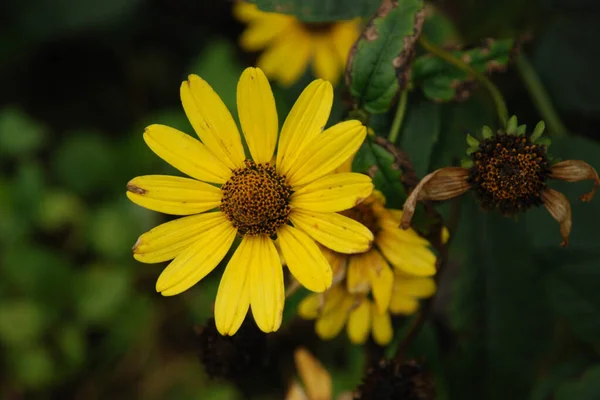 Mexicaanse Zonnebloem Tithonia Heterophylla — Stockfoto