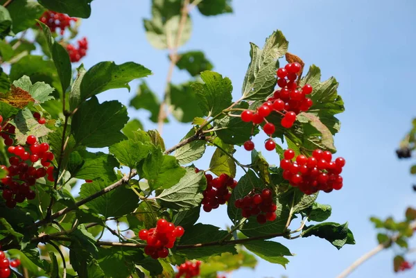 Kalina Viburnum Est Genre Plantes Famille Des Tansy — Photo