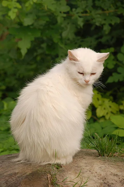 Кошачья Кошка Кошачья Кошка Лат Felis Silarris Catus Родственник Кошачий — стоковое фото