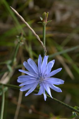 Centaurea, Saster familyasından bir bitki cinsidir.