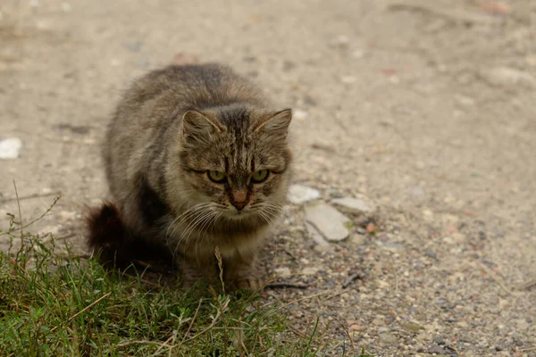 Kattens Katt Eller Kattens Katt Latin Felis Silvestris Catus Liksom — Stockfoto