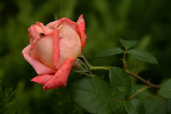 Rose Rosa Een Geslacht Uit Rozenfamilie Poaceae — Stockfoto