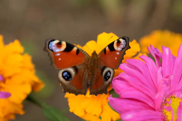 Peacock Eye Sunflower Peacock Sunflower Inachis — Stock fotografie