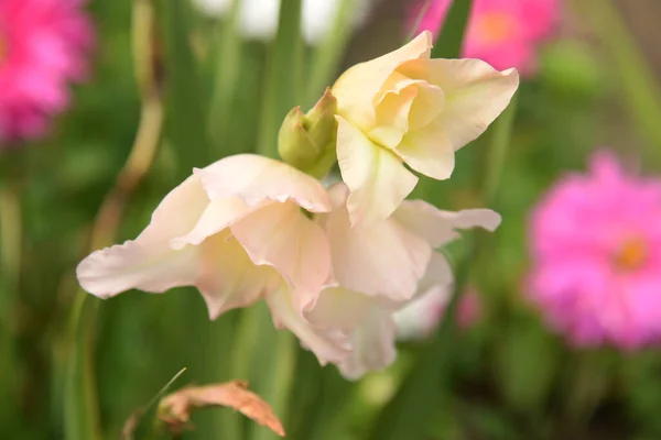 Kosariki Gladiolus Gladiolus — Foto Stock